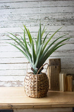 Kalalou CNL1219 Artificial Aloe In A Woven Pot