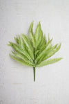 Kalalou CNL1237 Flat Fern