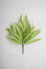 Kalalou CNL1237 Flat Fern