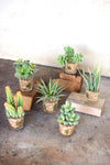 Kalalou CYF1019 Set Of Six Artificial Succulents In Glass Containers