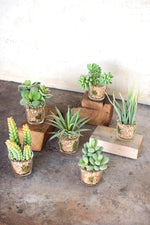 Kalalou CYF1019 Set Of Six Artificial Succulents In Glass Containers