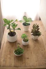 Kalalou CYF1051 Set Of Five Artificial Succulents W White Ceramic Pots