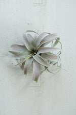 Kalalou CYF1118 Extra Large Tillandsia Plant