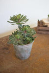 Kalalou CYF1128 Large Zwartkop Succulent In A Pot