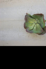 Kalalou CYF1186 8.5 In Succulent Single Stem