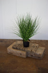Kalalou CYF1190 Cyprus Grass In A Plastic Pot - 15 Inches Tall