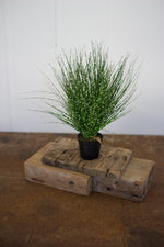 Kalalou CYF1190 Cyprus Grass In A Plastic Pot - 15 Inches Tall