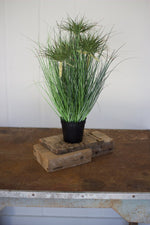 Kalalou CYF1191 Cyprus Grass In A Plastic Pot - 24 Inches Tall