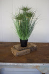 Kalalou CYF1191 Cyprus Grass In A Plastic Pot - 24 Inches Tall