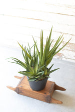 Kalalou CYF1272 Artificial Potted Aloe Cluster