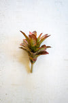 Kalalou CYF1340 13 In Artificial Succulent Stem
