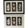 Benzara EN112478 Elite Mdf Seashell Shadow Box 2 Assorted