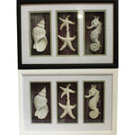 Benzara EN112478 Elite Mdf Seashell Shadow Box 2 Assorted