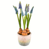 Vickerman FA192902 10" Artificial Blue Hyacinths in Container, Pack of 2