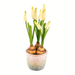Vickerman FA192911 10" Artificial Yellow Hyacinths in Container, Pack of 2