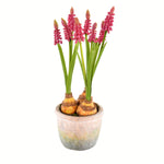 Vickerman FA192970 10" Artificial Mauve Hyacinths in Container, Pack of 2