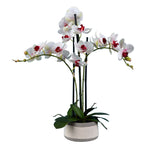 Vickerman FC180601 24" Artificial Pink Orchid in Ceramic Pot