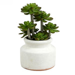 Vickerman FE181701 11" Artificial Green Succulent in Round Ceramic Pot