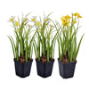 Vickerman FE190406 12" Artificial Daffodils in Black Plastic Planters Pots, Set of 3