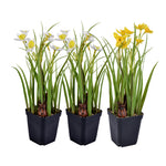 Vickerman FE190406 12" Artificial Daffodils in Black Plastic Planters Pots, Set of 3