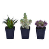 Vickerman FE191203 7" Artificial Black Plastic Planters Succulent Pot, Set of 3