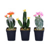 Vickerman FE191306 8" Artificial Cactus, Black Plastic Planters Pot, Set of 3