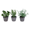 Vickerman FE192206 7" Artificial Green Potted Plant Assortment, Set of 3