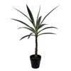 Vickerman FE192630 30" Artificial Green Yucca Tree in Black Planters Pot