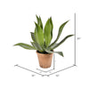 Vickerman FE192720 20" Artificial Agave Plant in Paper Pot