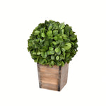 Vickerman FG191311 11" Artificial Potted Boxwood Ball in Wooden Pot