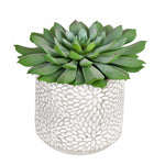Vickerman FH191106 6" Artificial Green Potted Succulent, Pack of 2