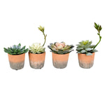 Vickerman FH192304 7" Artificial Potted Assorted Succulents, Set of 4