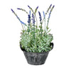 Vickerman FJ190114 14.5" Artificial Lavender in Galvanized Pot