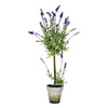 Vickerman FJ190536 36" Artificial Lavender in a Cement Pot