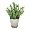 Vickerman FJ190612 12.5" Artificial Potted Green Plant