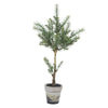 Vickerman FJ190624 24" Artificial Potted Green Plant