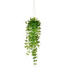 Vickerman FJ190929 29" Green Mini Leaf Ivy in Hanging Pot