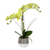 Vickerman FN180101 19.5" Artificial Green Phalaenopsis In Metal Pot