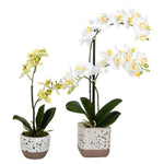 Vickerman FN180901 13.5", 18" Artificial Mini White Real Touch Phalaenopsis, Set Of 2