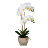 Vickerman FN181301 23" Artificial White Phalaenopsis In Pot