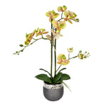 Vickerman FN190202 23.5" Artificial Potted Real Touch Green Phalaenopsis Spray