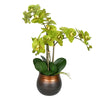 Vickerman FN190502 22" Artificial Potted Real Touch Green Phalaenopsis Spray