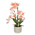 Vickerman FN190602 19" Artificial Deluxe Potted Cycnoches