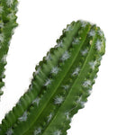 Vickerman FO190131 31