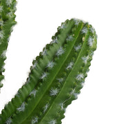 Vickerman FO190131 31