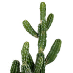 Vickerman FO190131 31