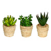 Vickerman FO191001 5`` and 6` Artificial Assorted Potted Succulents