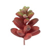 Vickerman FO193504 4" Artificial Assorted Succulent Picks, 6 per Bag