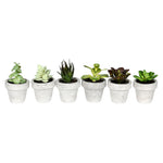 Vickerman FV192164 4" Artificial Assorted Potted Succulents, Set of 6