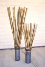 Kalalou H3920 Bundle of Twenty-Four Carrizo Poles